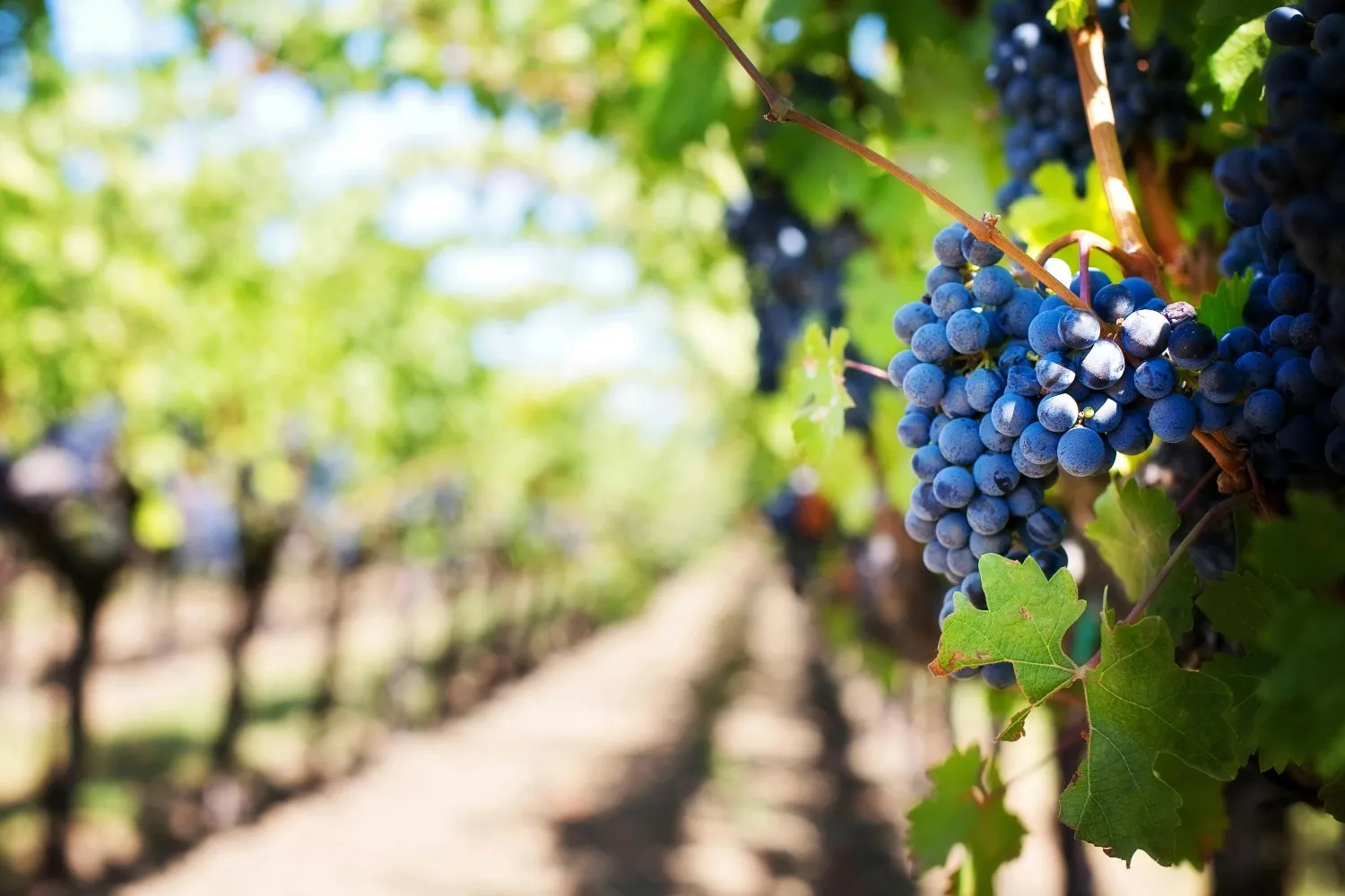 Napa Valley wine country, California