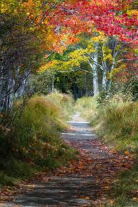  Acadia National Park camping cabins