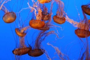Mendocino, Northern California road trip