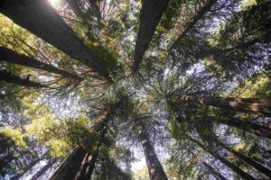 Mendocino town, Northern California road trip