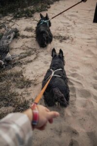 Dog walking for side hustles