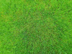 lawn care jobs for kids