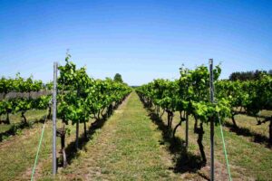 best hill county texas, wine, best vacation hidden spots in the US