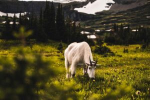 Montana Summer