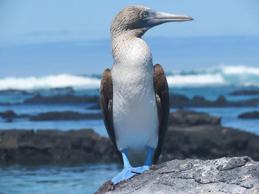 Blue-footed booby on a rock, a bird to look for on a Galapagos cruise