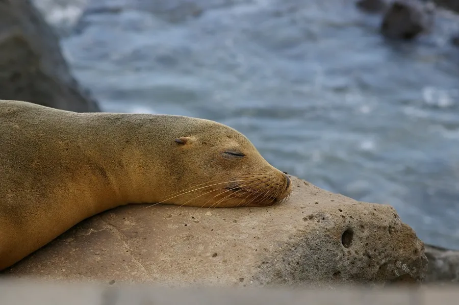 Sea lion resting on the shore, a sight on a Galapagos cruise