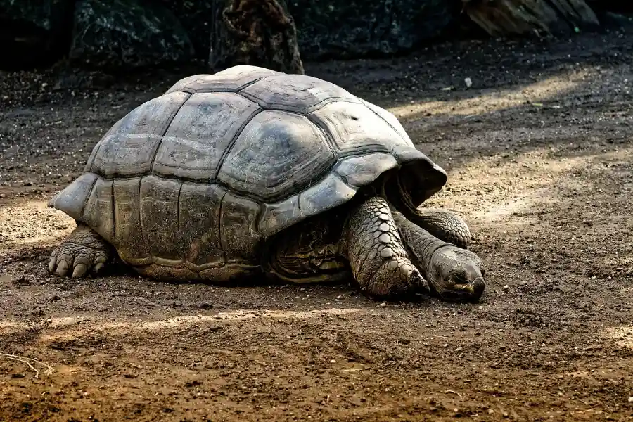 Giant tortoise on the ground, wildlife seen on a Galapagos cruise