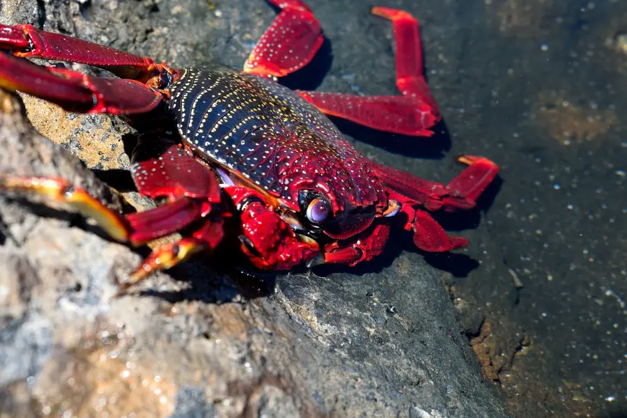 Red crab on dark rocks along the shore, seen on a Galapagos cruise landing