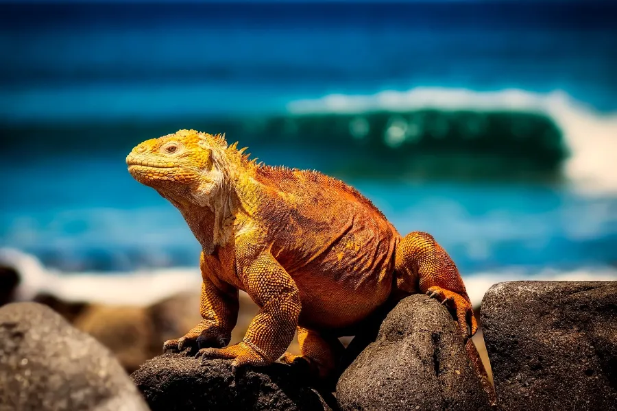 Iguana on volcanic rock, wildlife for a Galapagos cruise itinerary