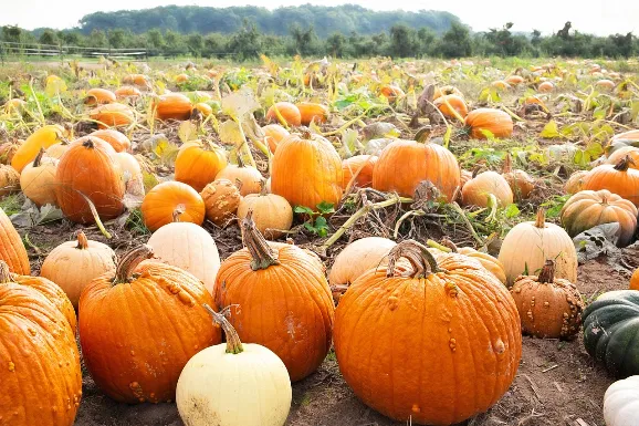 Pumpkins at a patch in a cozy small town
