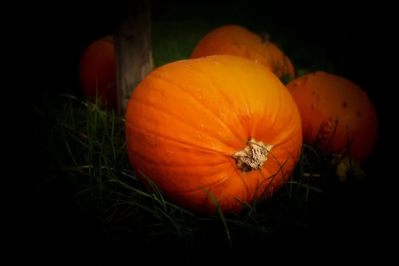Pumpkins for sale as part of a fall Halloween trip