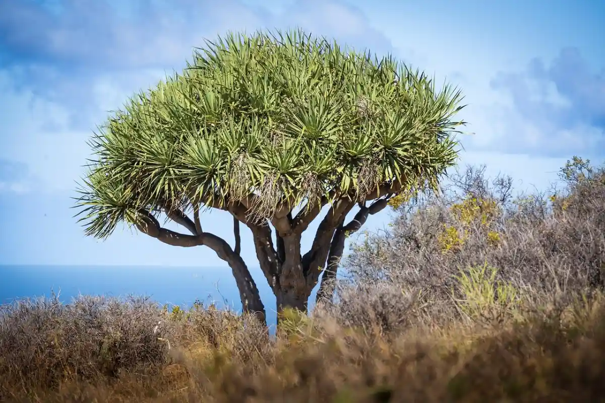 A Canary Islands dragon tree against the sky on La Palma Canary Islands