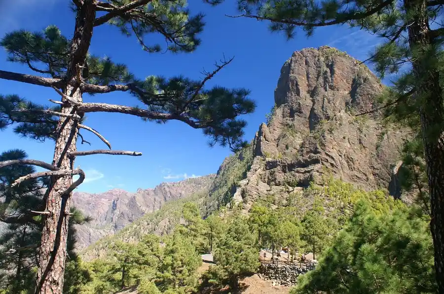 Pine forest and rock peak, a hiking view on La Palma Canary Islands