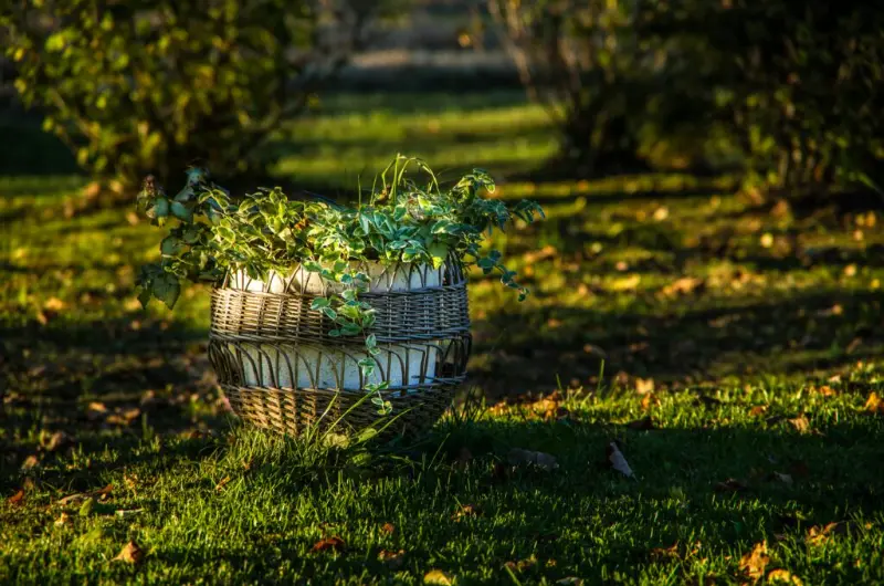 Garden planter on a leafy boulevard, Logan Square, Chicago