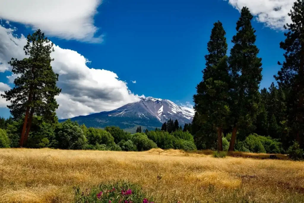 Pine forest and meadow