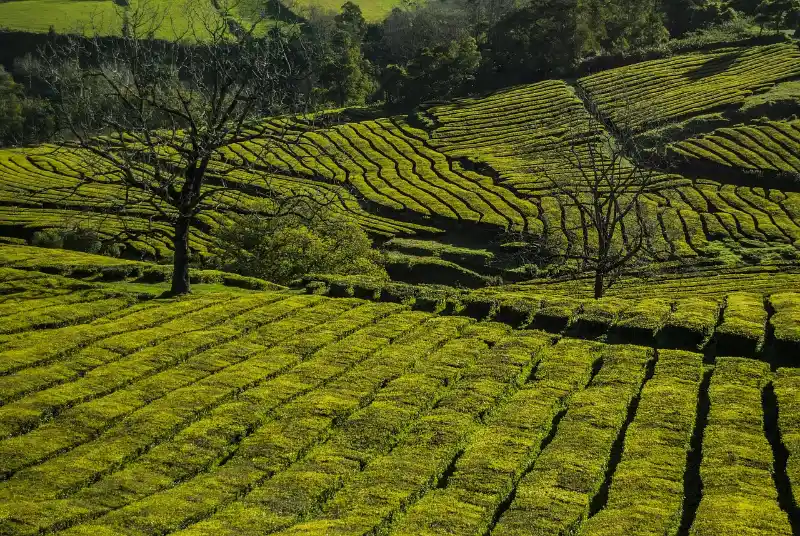 Tea plantation rows, a gentle walk among the hikes on São Miguel