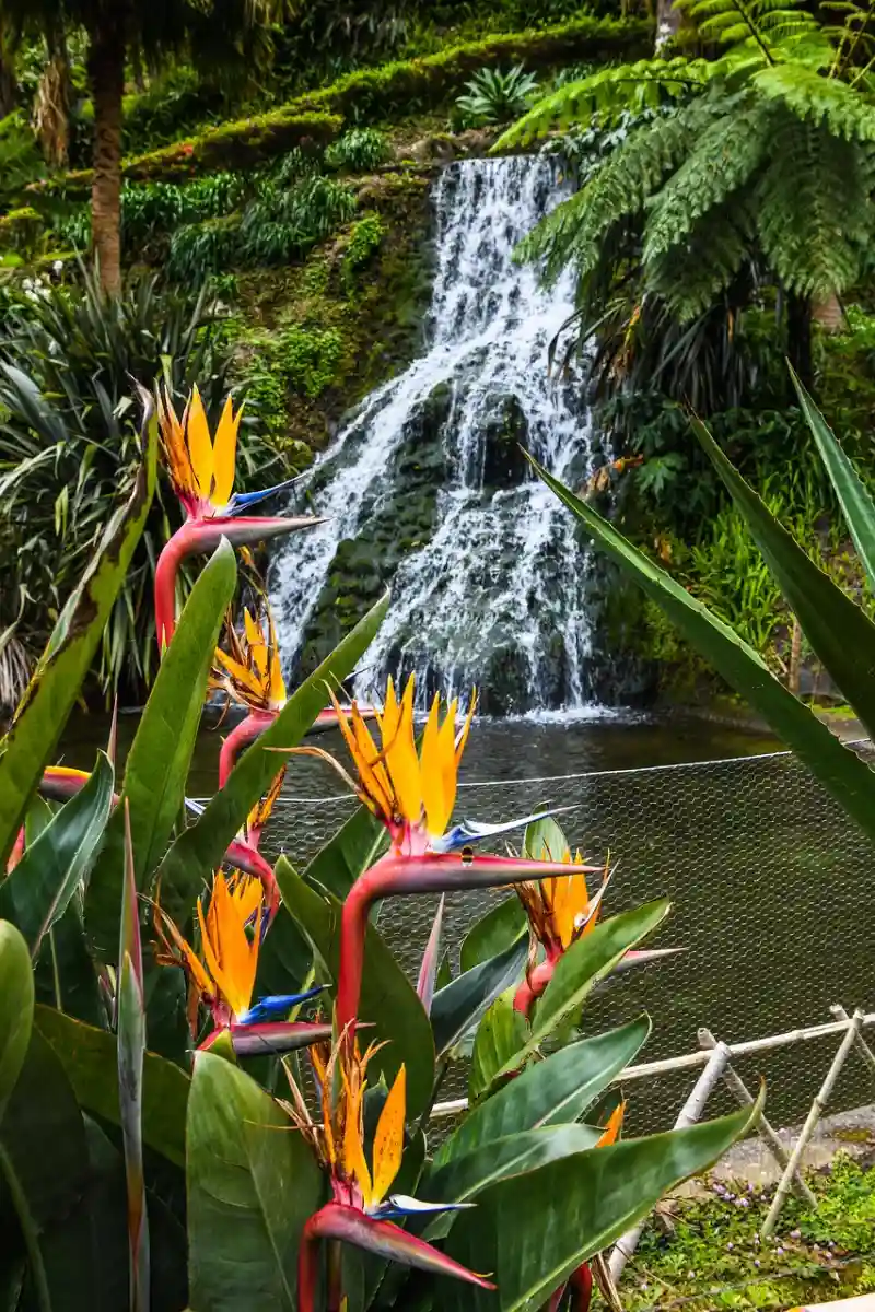 A waterfall among lush greenery, typical of hikes on São Miguel