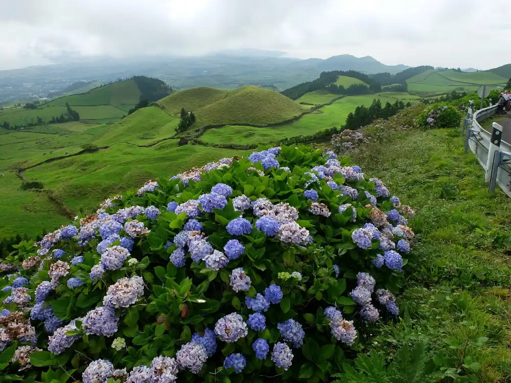 Blue hydrangeas beside a trail, a summer bonus on hikes on São Miguel