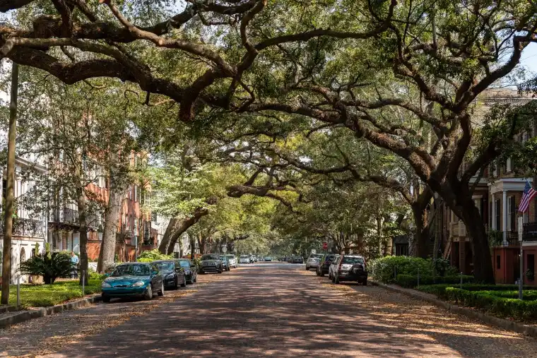 Oak trees with Spanish moss over a street in Savannah, Georgia